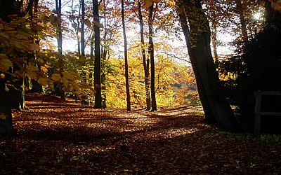 Monk Sherborne Wood